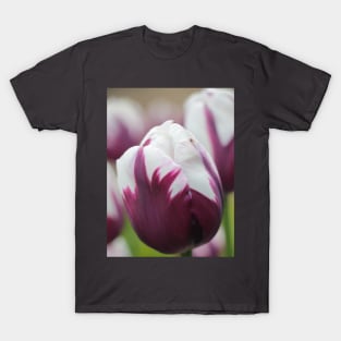 Tulip in White and Purple T-Shirt